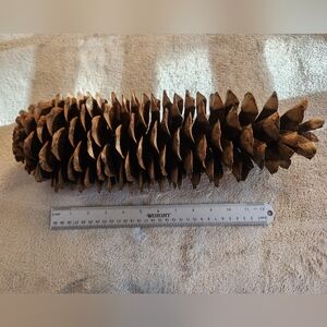 Big Ol' Sugar Pinecone, CLEAN, Oven-Dried, Rustic Decor, DIY, Nature, Pine Cone